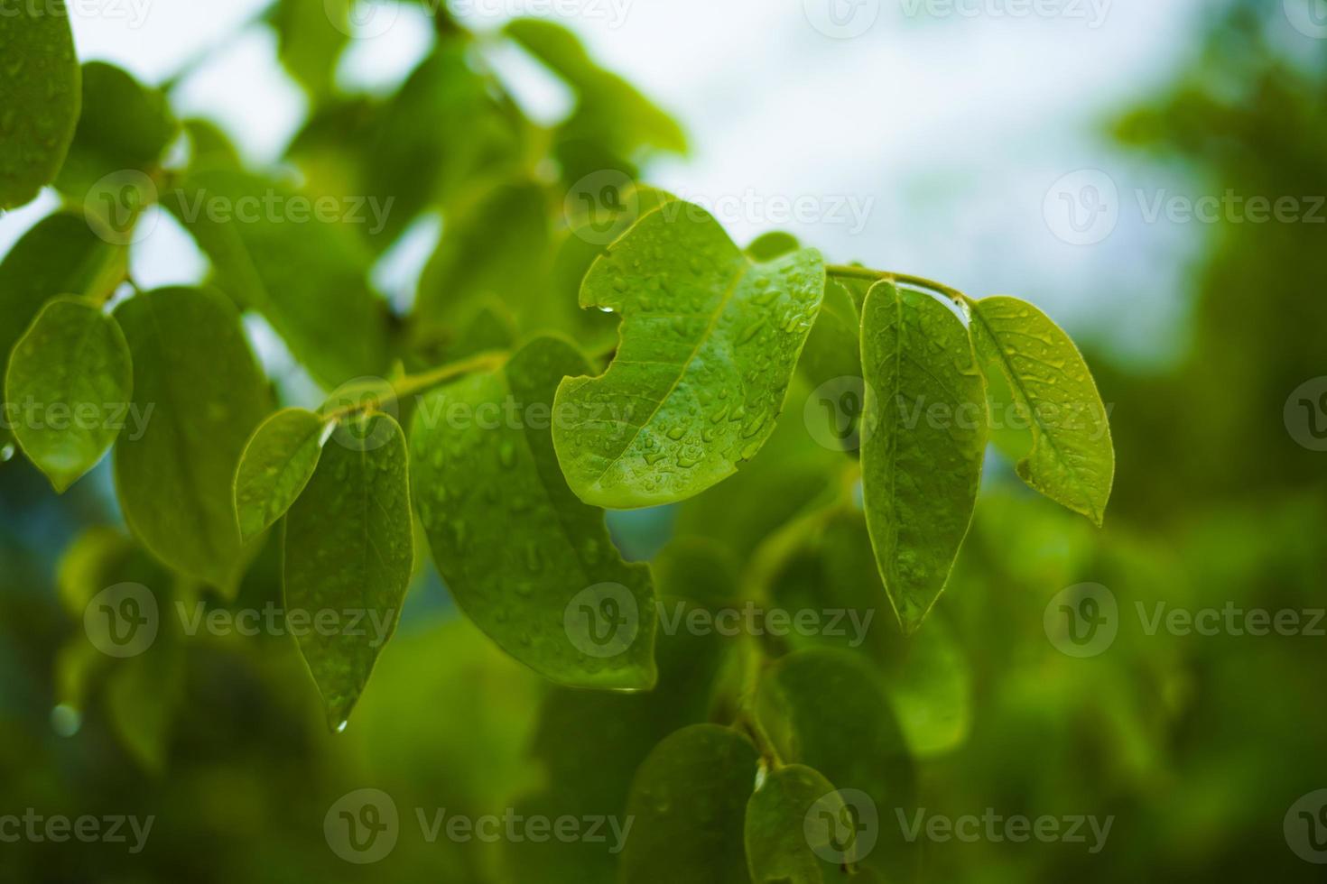 grünes Blatt mit Wassertropfenhintergrund foto