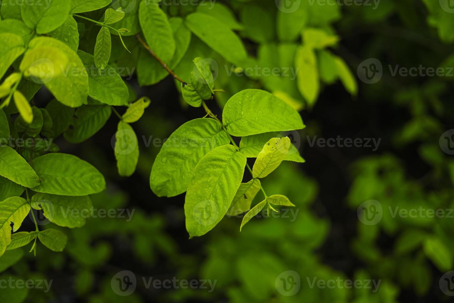 grünes Blatt mit Wassertropfenhintergrund foto