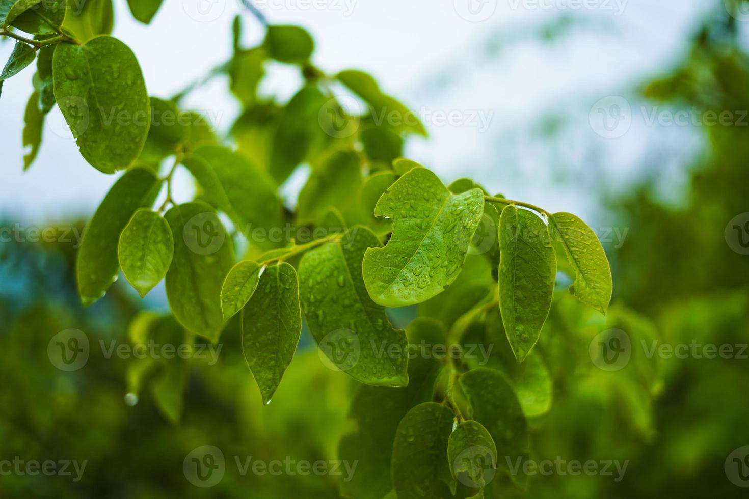 grünes Blatt mit Wassertropfenhintergrund foto