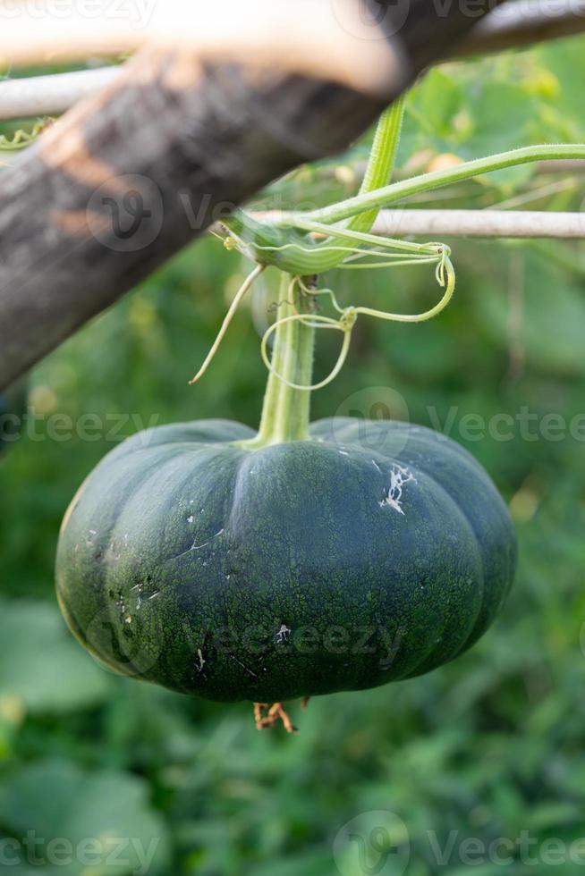 grüner Kürbis wächst im Bio-Garten foto