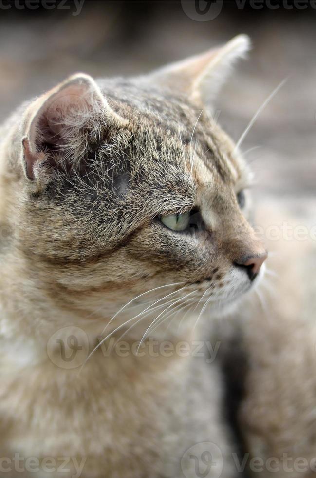 Trauriges Schnauzenporträt einer grau gestreiften Tabby-Katze mit grünen Augen, selektiver Fokus foto