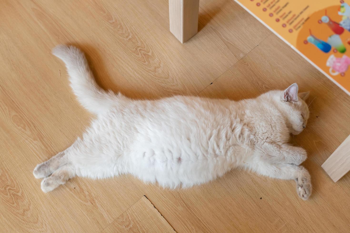 Porträt einer süßen Katze, die auf dem Boden liegt. selektiver Fokuspunkt foto