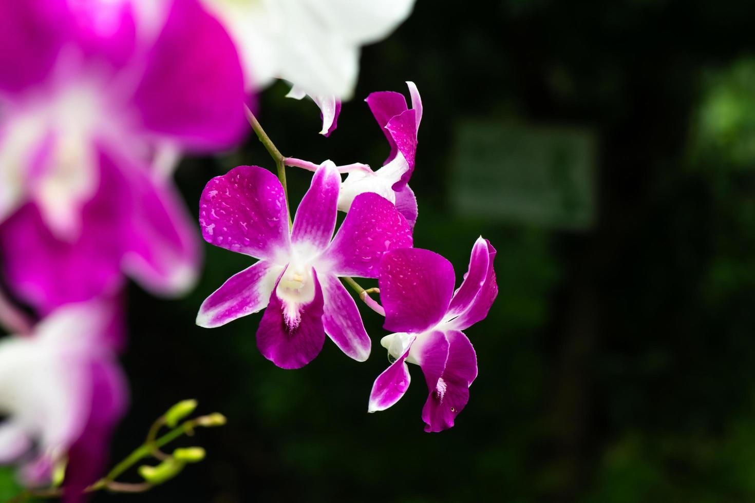 lila frische Orchideenblumen im Garten foto