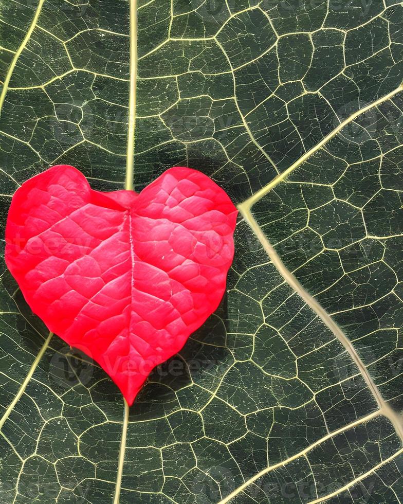 frisches rotes Blatt foto