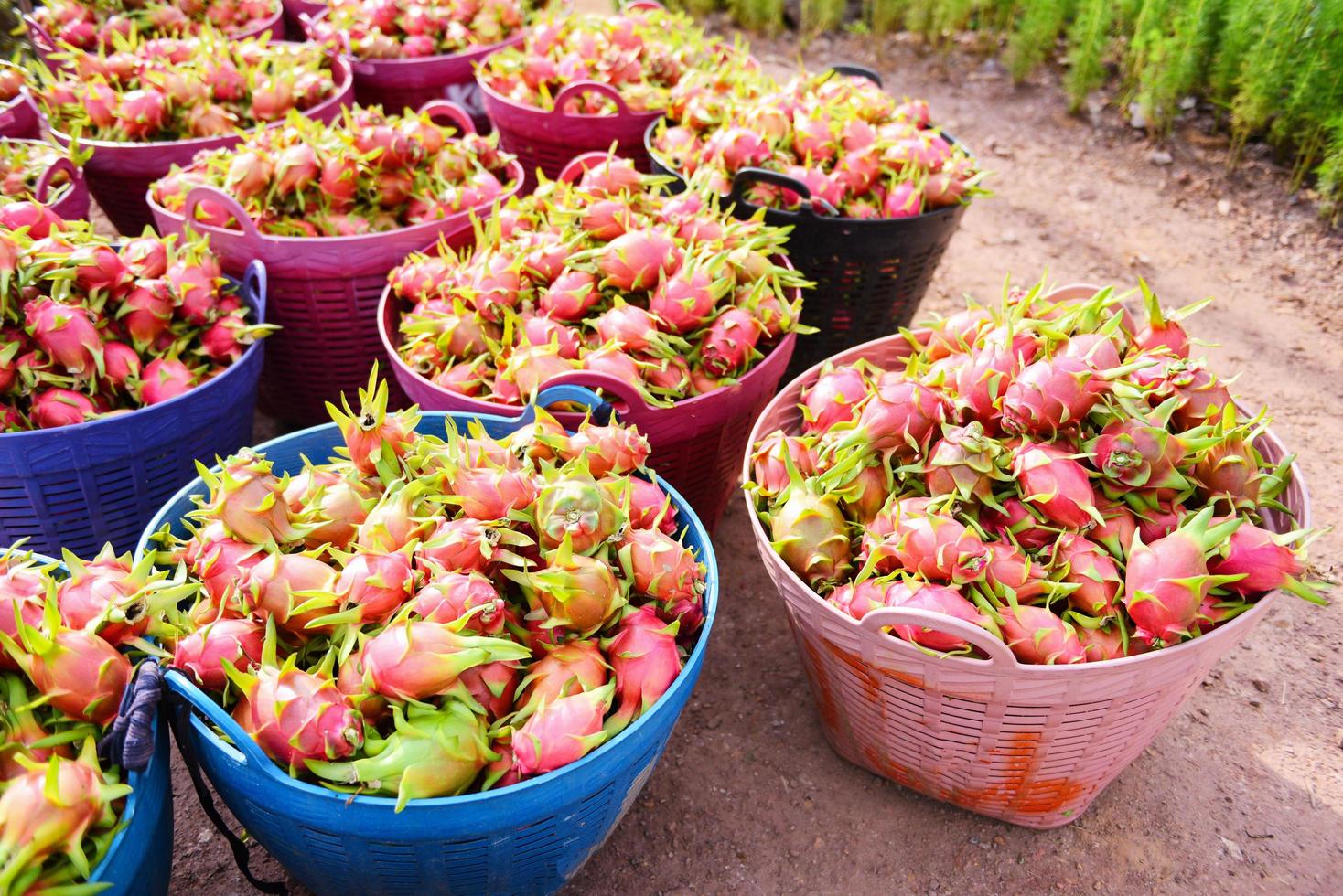 drachenfrucht auf korb - ernte reif auf dem drachenfruchtgartenbaum das produkt landwirtschaft zum verkauf auf dem markt auf dem berg in thailand asiatisch, pitaya oder pitahaya foto