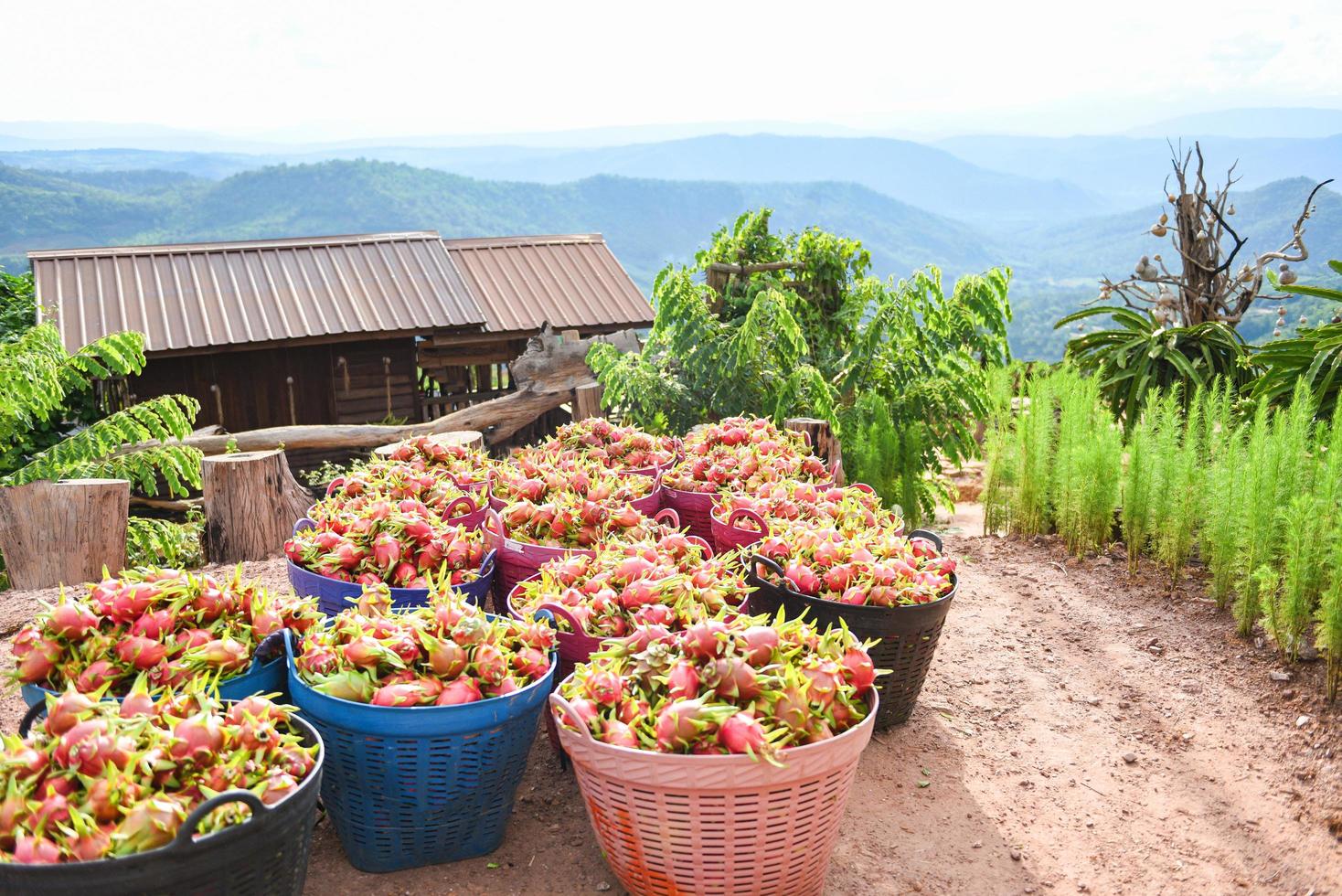 drachenfrucht auf korb - ernte reif auf dem drachenfruchtgartenbaum das produkt landwirtschaft zum verkauf auf dem markt auf dem berg in thailand asiatisch, pitaya oder pitahaya foto