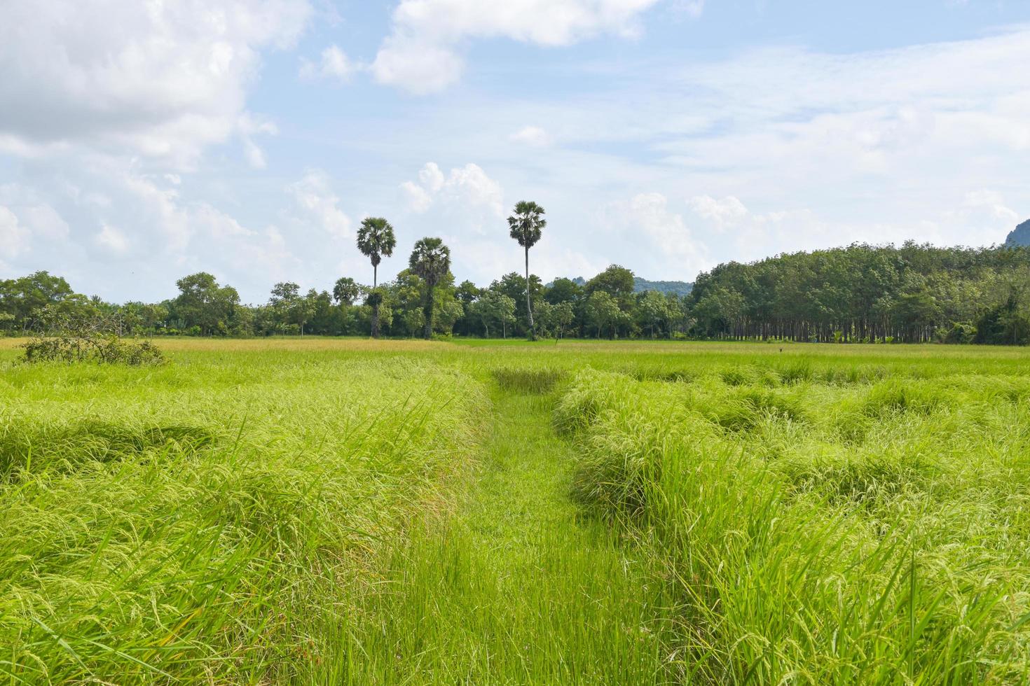 Reis wächst wild auf einer wunderschönen Farm in Thailand foto