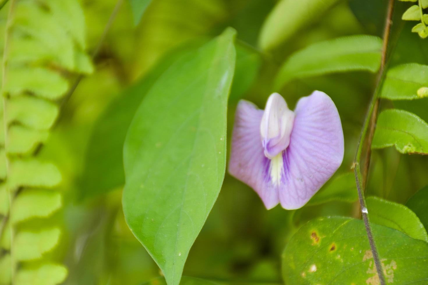 blühende lila und weiße wildblumen und unscharfer hintergrund. foto