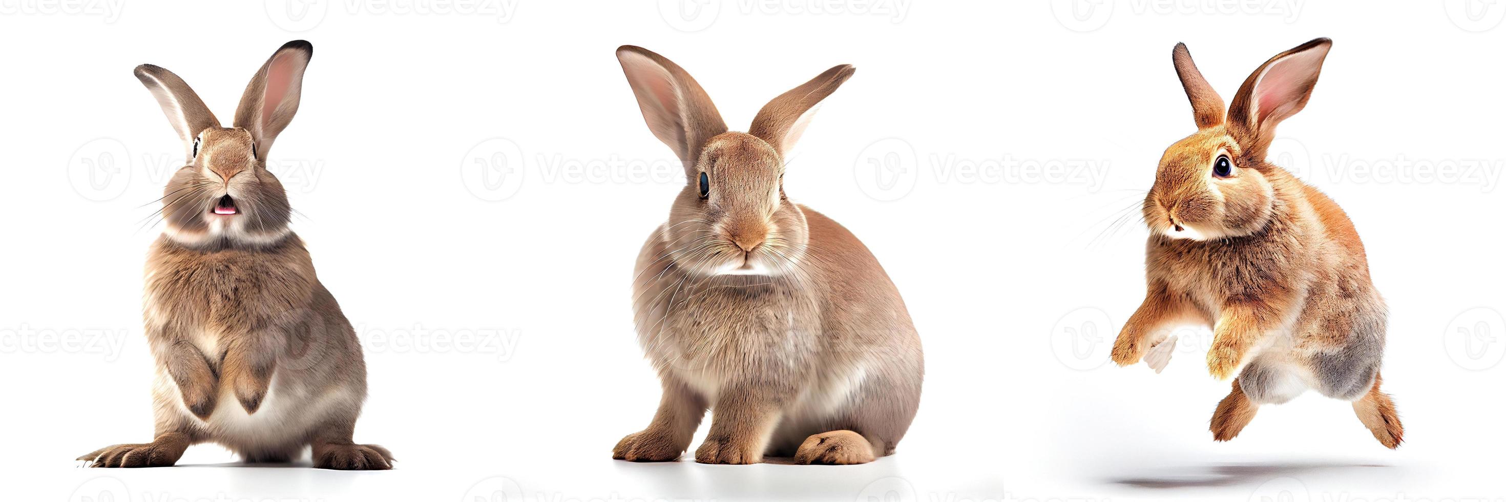 süße kaninchen im neuen jahr 2023. kaninchen auf weißem hintergrund foto