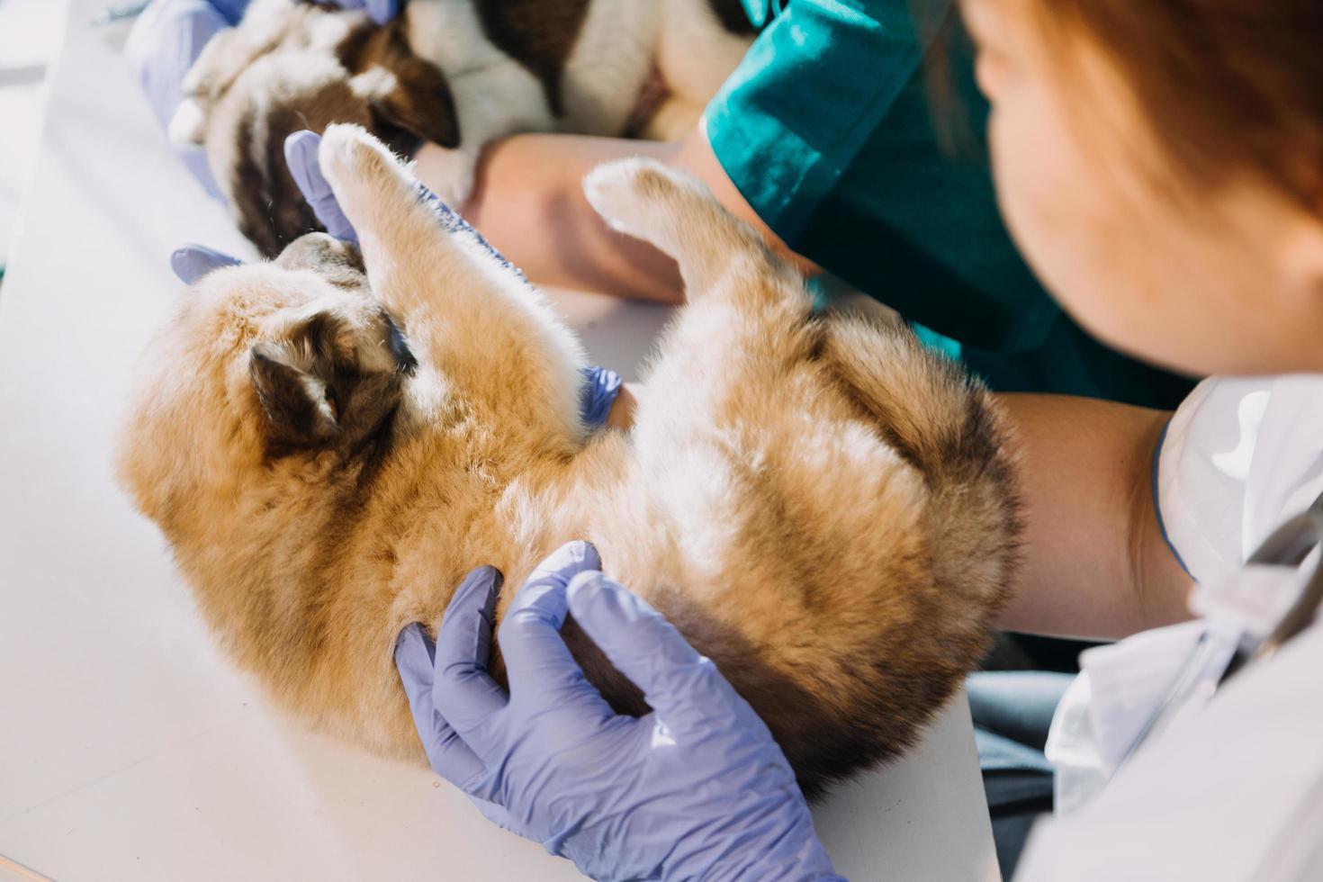 Überprüfung des Atems. Männlicher Tierarzt in Arbeitsuniform, der den Atem eines kleinen Hundes mit einem Phonendoskop in der Tierklinik hört. Haustierpflegekonzept foto