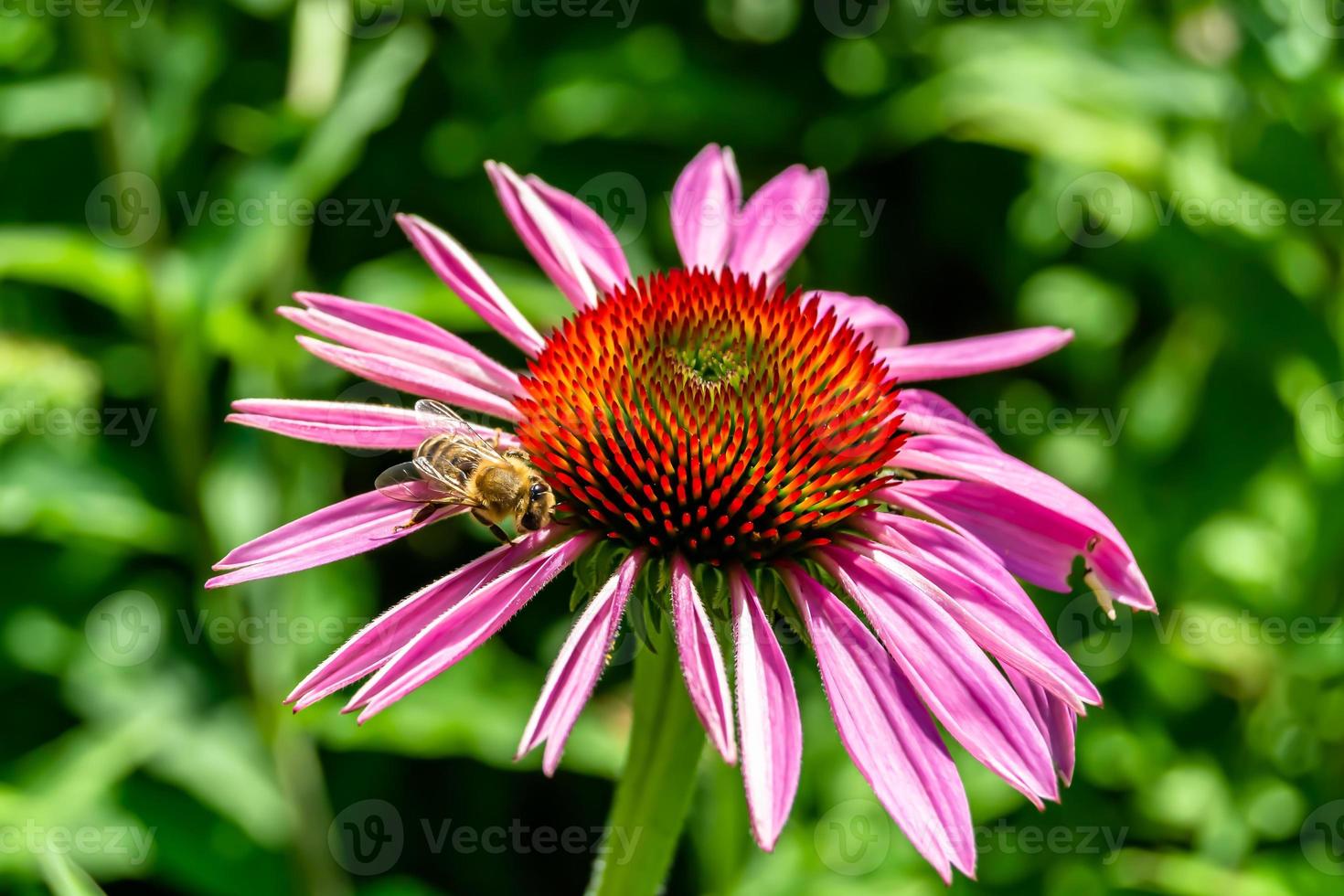 schöne wilde Blume geflügelte Biene auf der Hintergrundlaubwiese foto