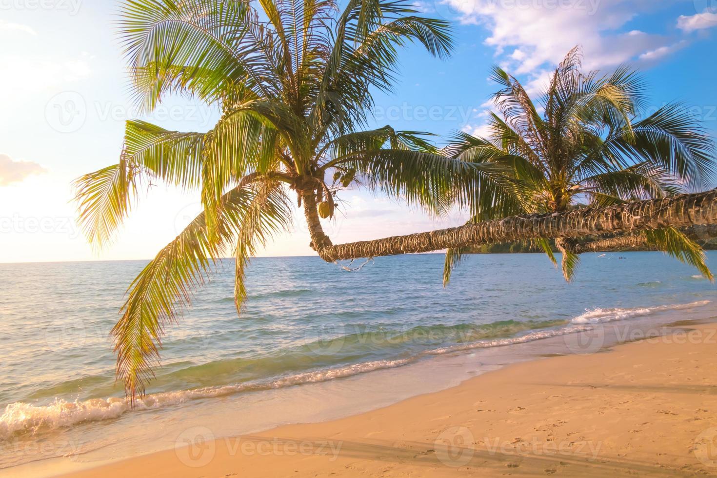 Palme am tropischen Strand mit wunderschönem Meerblick auf Naturhintergrund des blauen Himmels foto