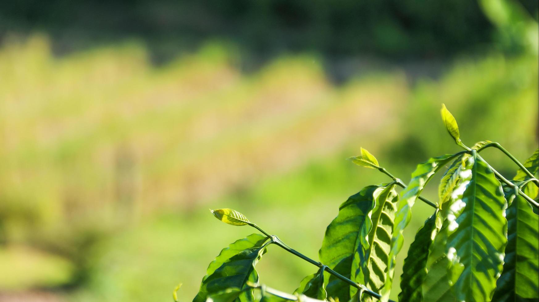 Nahaufnahme der Blätter des grünen Kaffeebaums mit unscharfem Hintergrund foto
