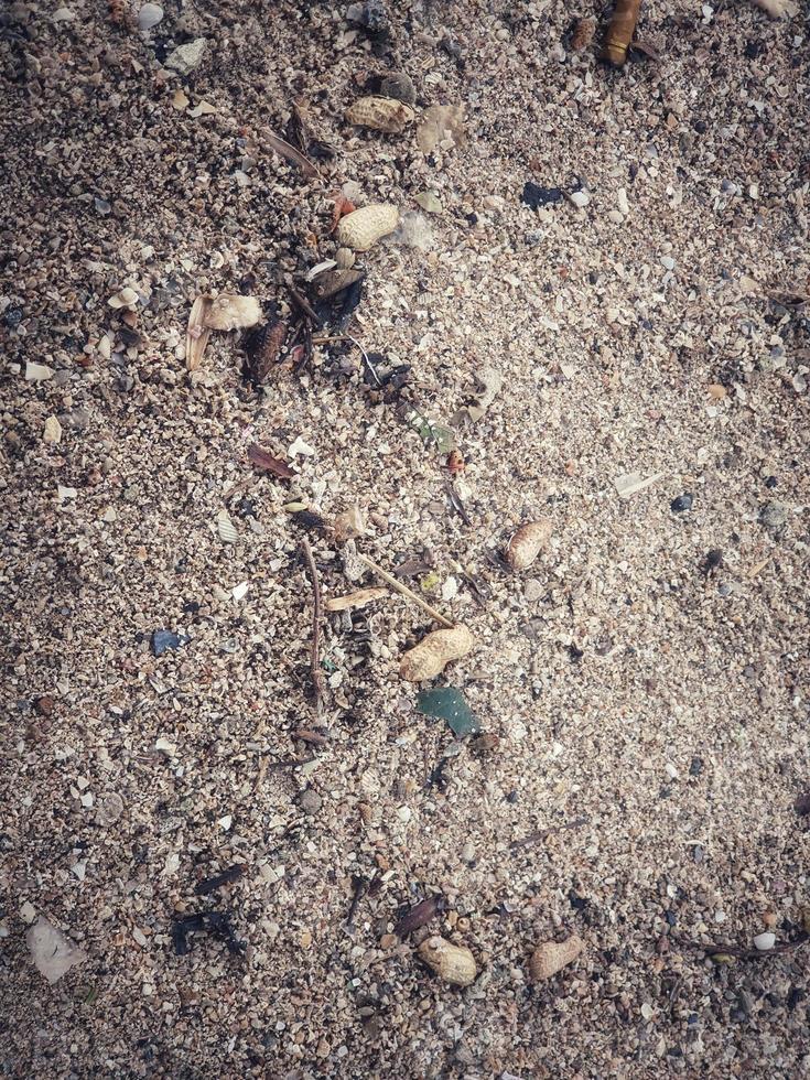 Mehrere Erdnussschalen auf dem Strandsand verstreut. t foto