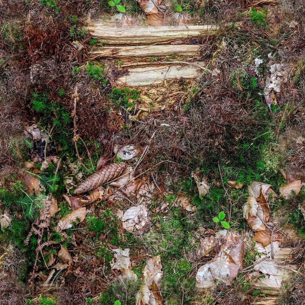 Hochauflösende nahtlose Textur eines Waldbodens mit Moos und Nüssen. foto