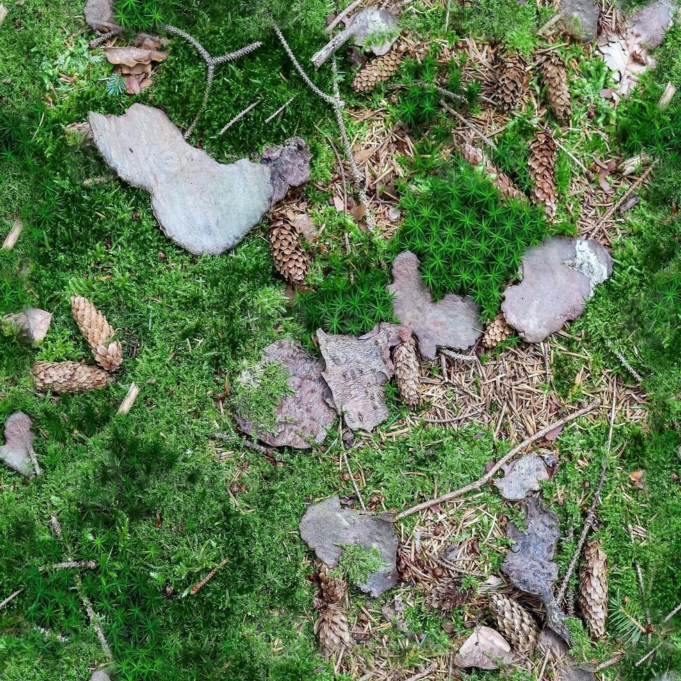 Hochauflösende nahtlose Textur eines Waldbodens mit Moos und Nüssen. foto