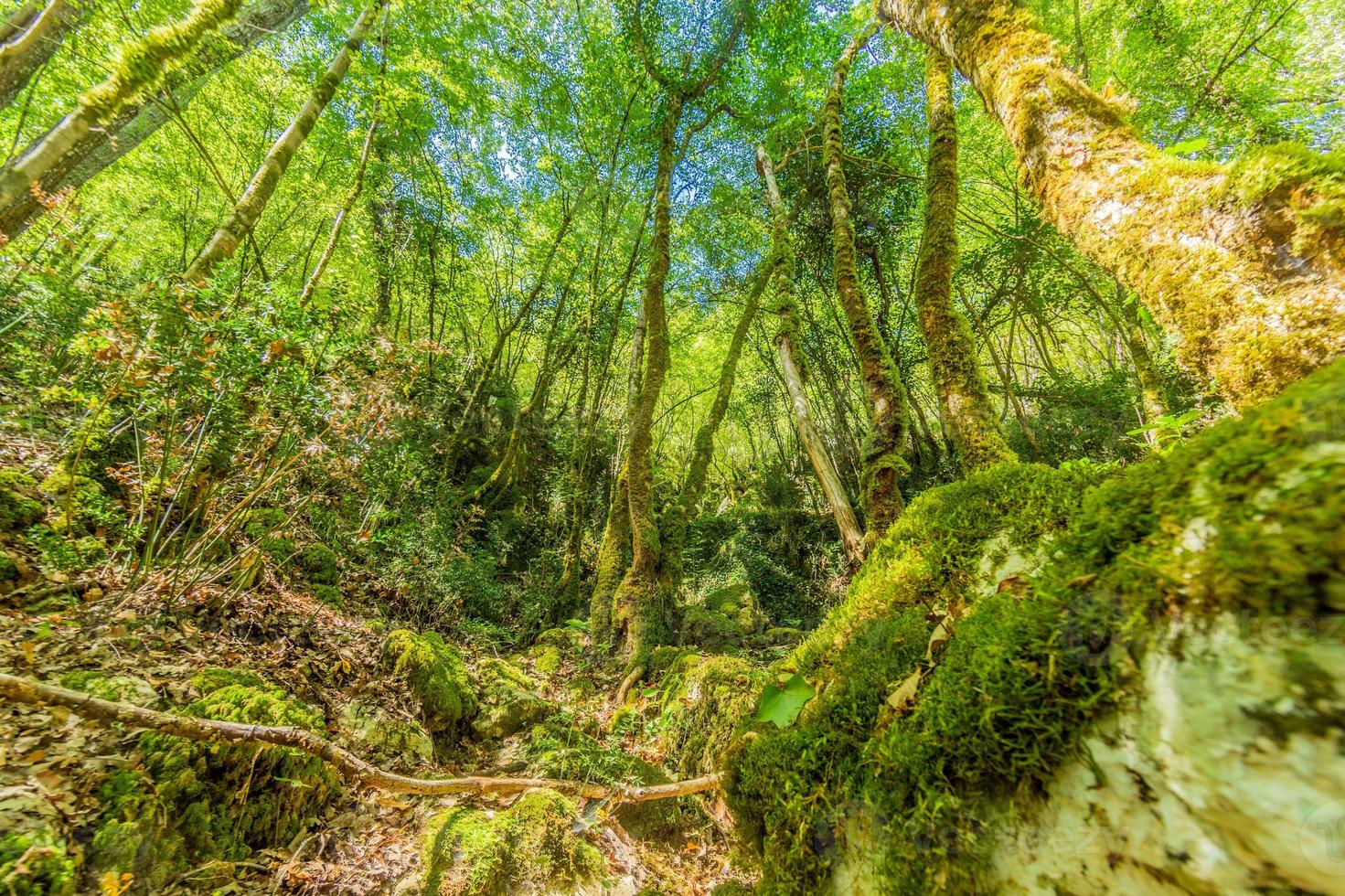 bilder einer wanderung durch dichten grünen wald entlang eines ausgetrockneten flussbettes im naturpark skarline in istrien foto