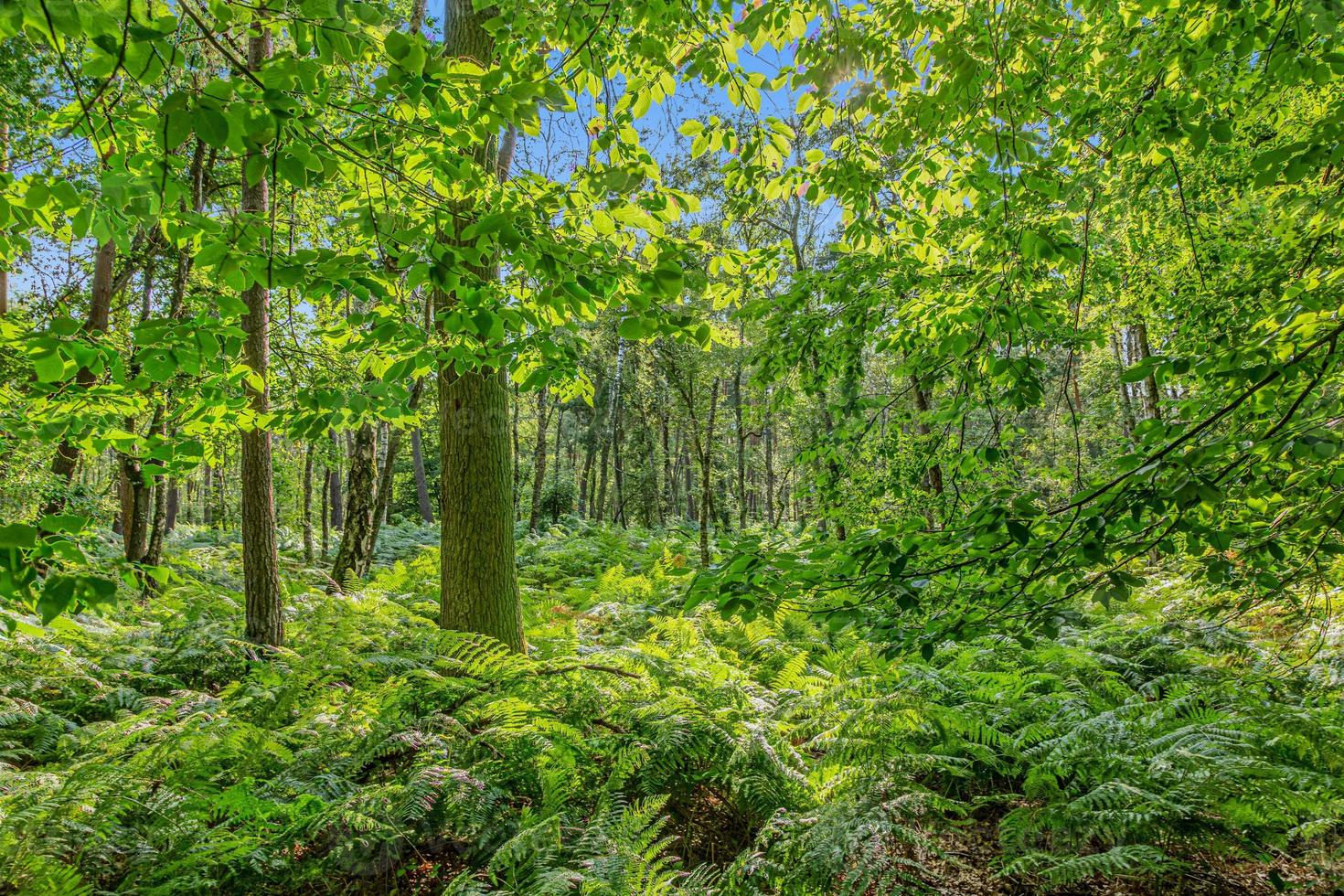 Panoramabild Mischwald mit Farnen am Boden im Abendlicht foto