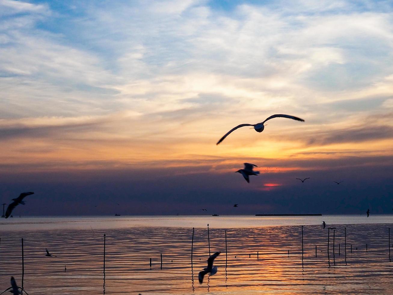 Vogelschwarm fliegt über der Meeresoberfläche. Vogel fliegt zurück zum Nest im natürlichen Meer und im goldenen Himmelshintergrund während des schönen Sonnenuntergangs. foto