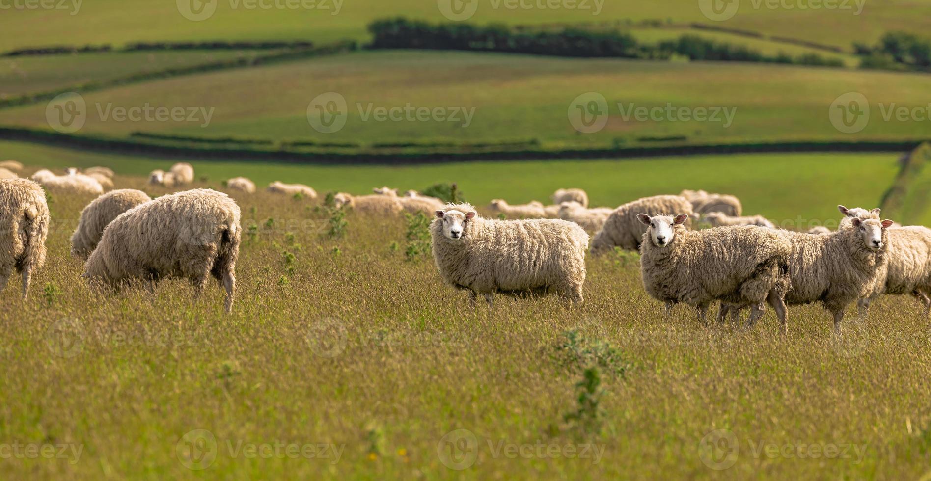 Schafe in den Feldern von Cornwall, England. foto