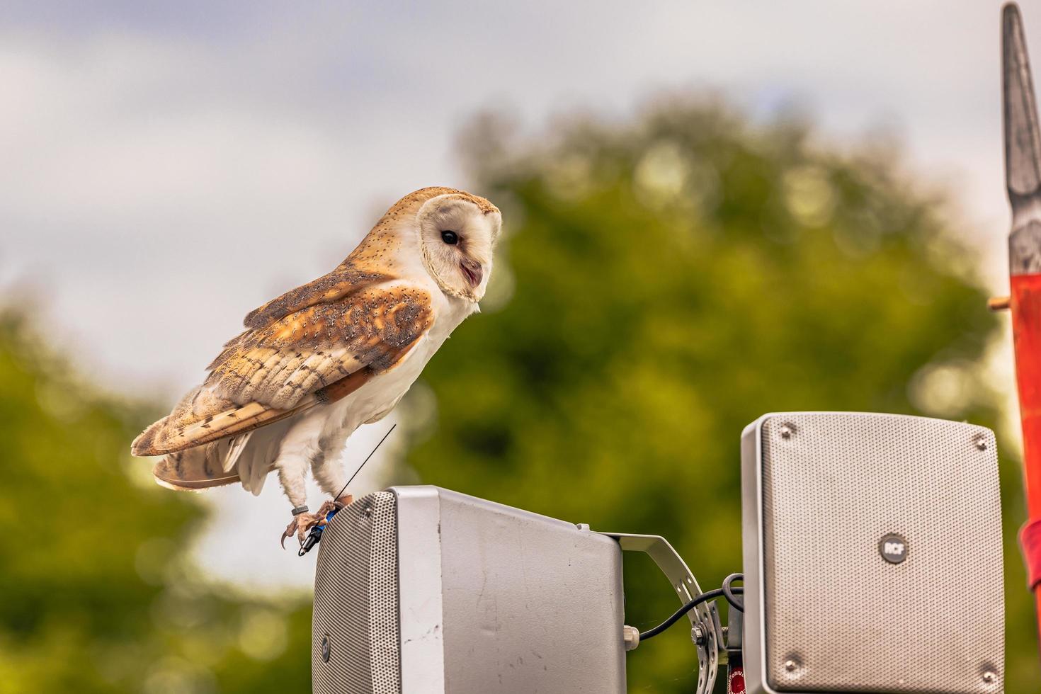 Eulenvogel auf einem mittelalterlichen Jahrmarkt in der epischen mittelalterlichen Burg von Arundel, England. foto