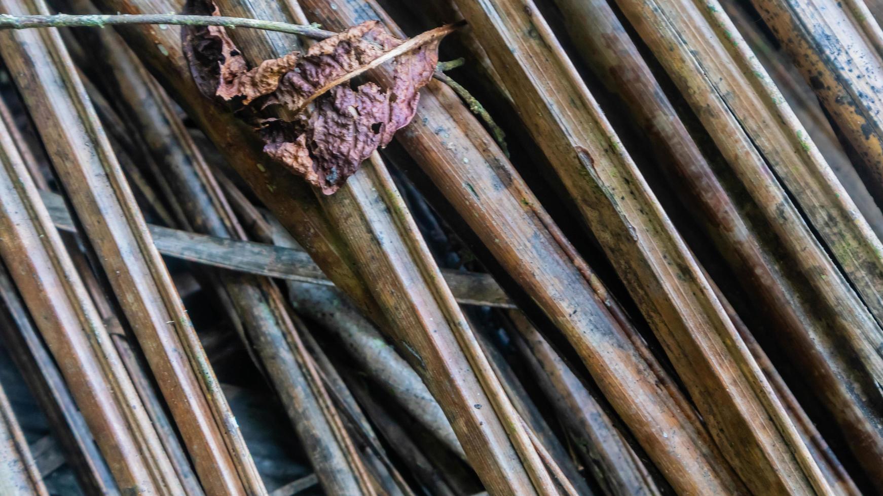 trockene Palmblätter Textur als Hintergrund foto