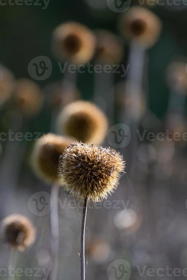 trockene Echinops auf dem verwischten Hintergrund foto