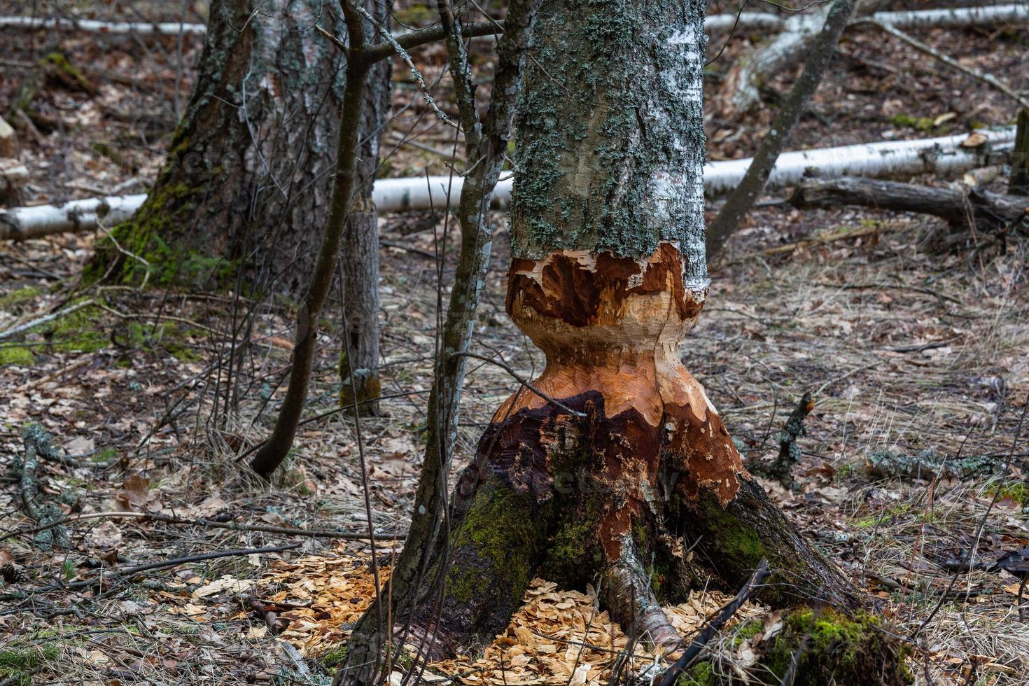 Biber arbeitet im Wald foto