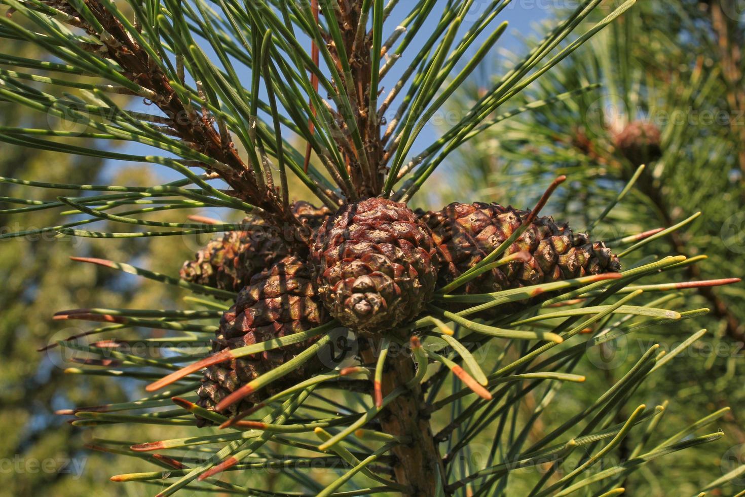 Kegel der Bergkiefer pinus mugo mit Knospen, langem Ast und Nadelholz. mughus pumilio kultivar zwerg im rock park. komposition für weihnachtskarte. natur botanisches konzept. Nahansicht foto