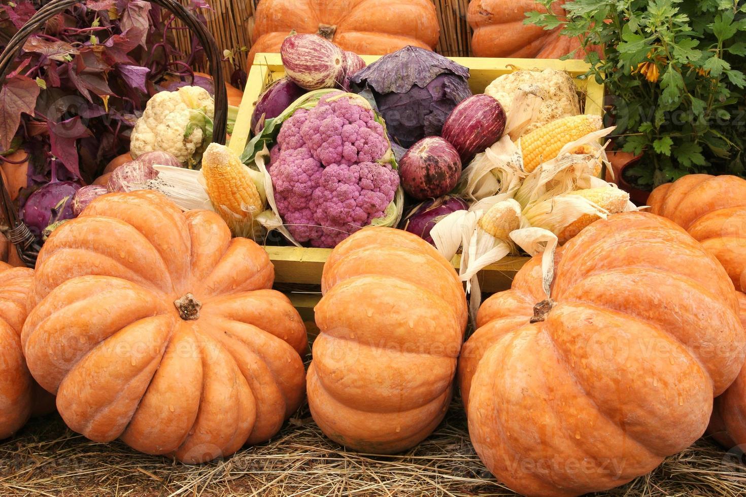 Bio-Kürbis und Gemüse in Holzkiste auf Landwirtschaftsmesse. Ernten des Herbstzeitkonzepts. Garten Herbst natürliche Pflanze. Thanksgiving-Halloween-Dekor. festlicher bauernhof ländlicher hintergrund. veganes Essen. foto