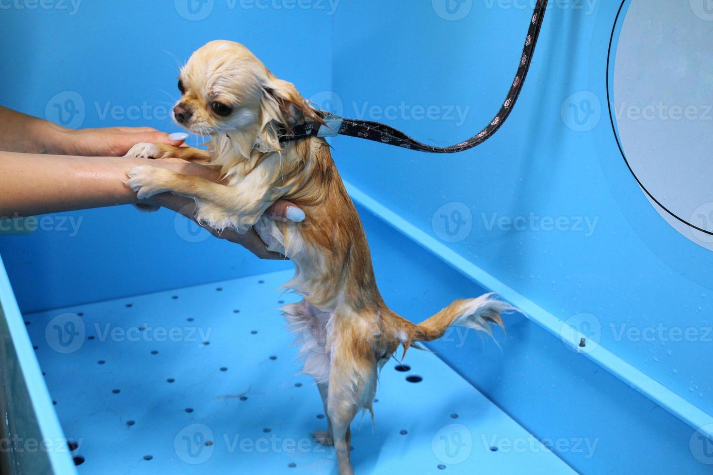 Lustiger Chihuahua, der im Pflegesalon duscht. Hand einer Frau, die einen Hund badet. nasses Fell. professionelles waschen, hygiene, welness, spa-verfahren von tierkonzepten. Nahaufnahme foto