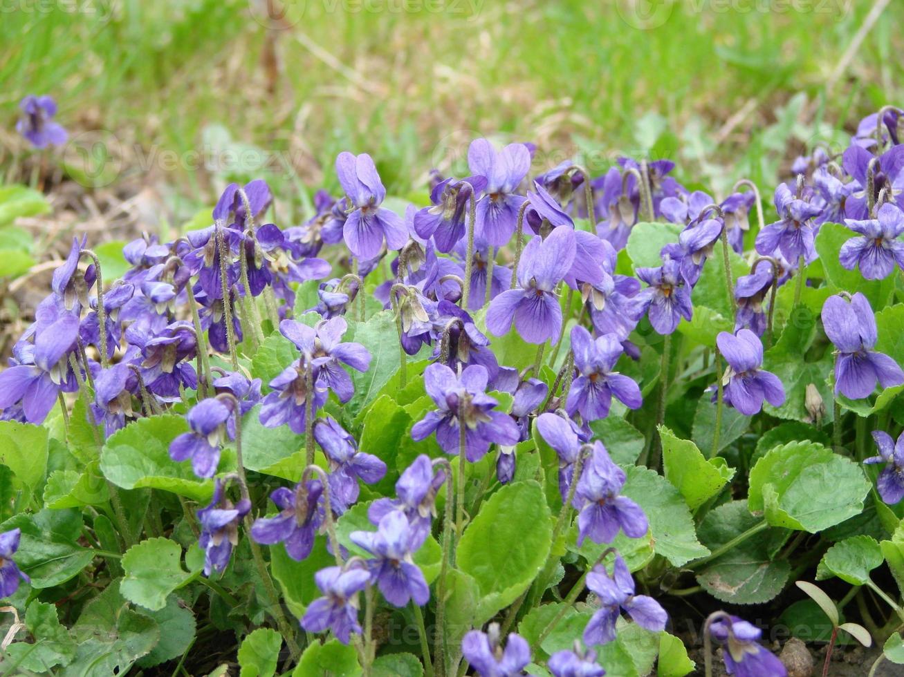 Bratsche reichenbachiana. Bratschenpflanze mit mehrfarbiger Blume. Gemeines Veilchen, Viola tricolor, Stiefmütterchen foto