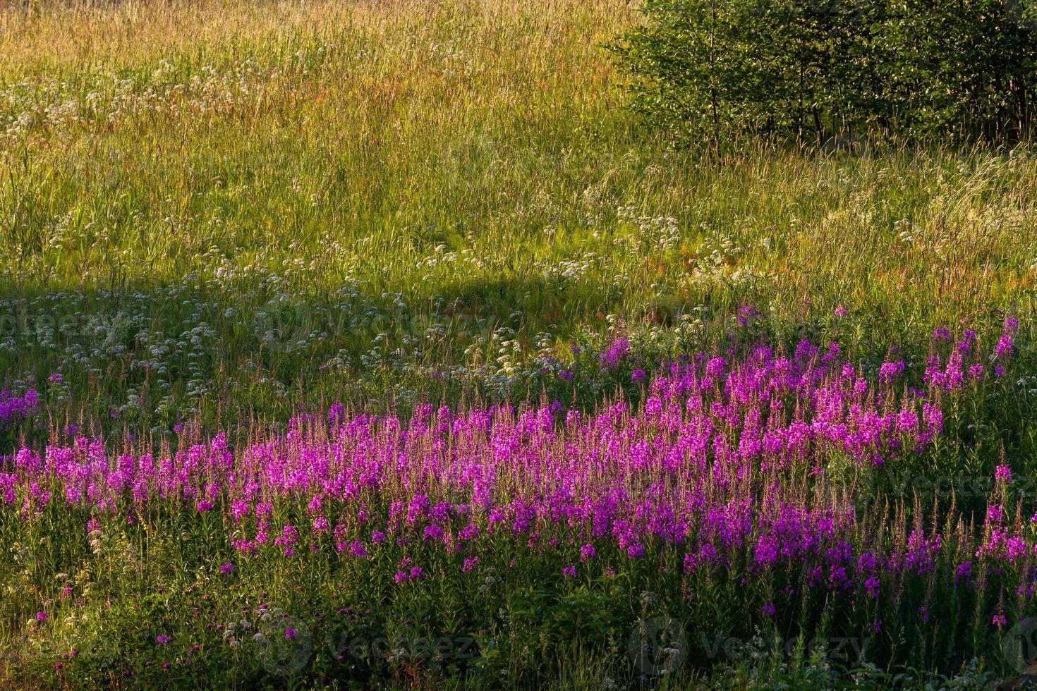 lettische sommerlandschaften mit heurollen foto