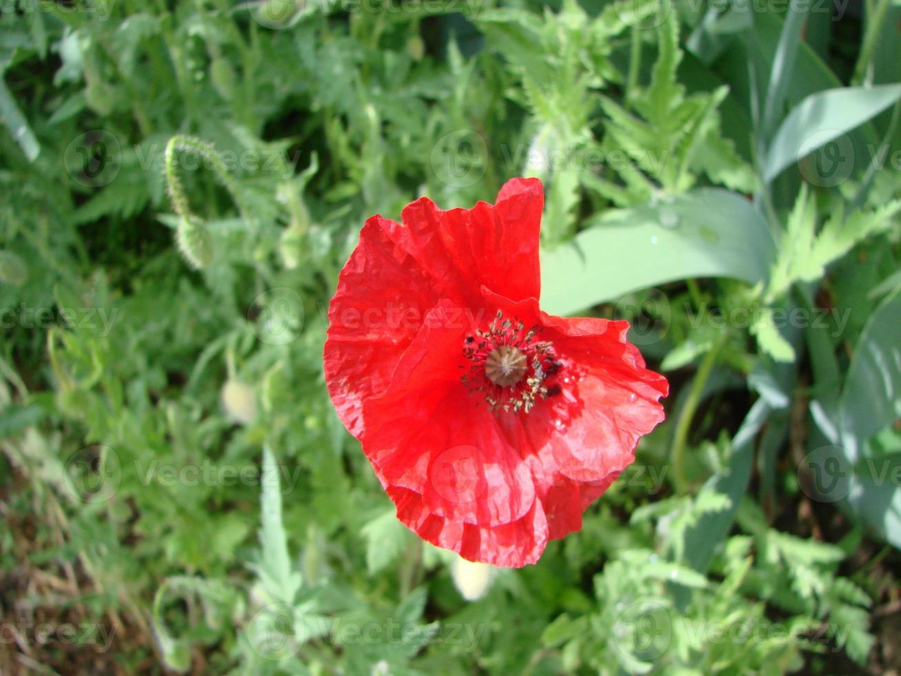 rote Mohnblumen mit einer Biene und Weizenfeldern im Hintergrund. Gewöhnlicher Mohn Papaver Rhoeas foto