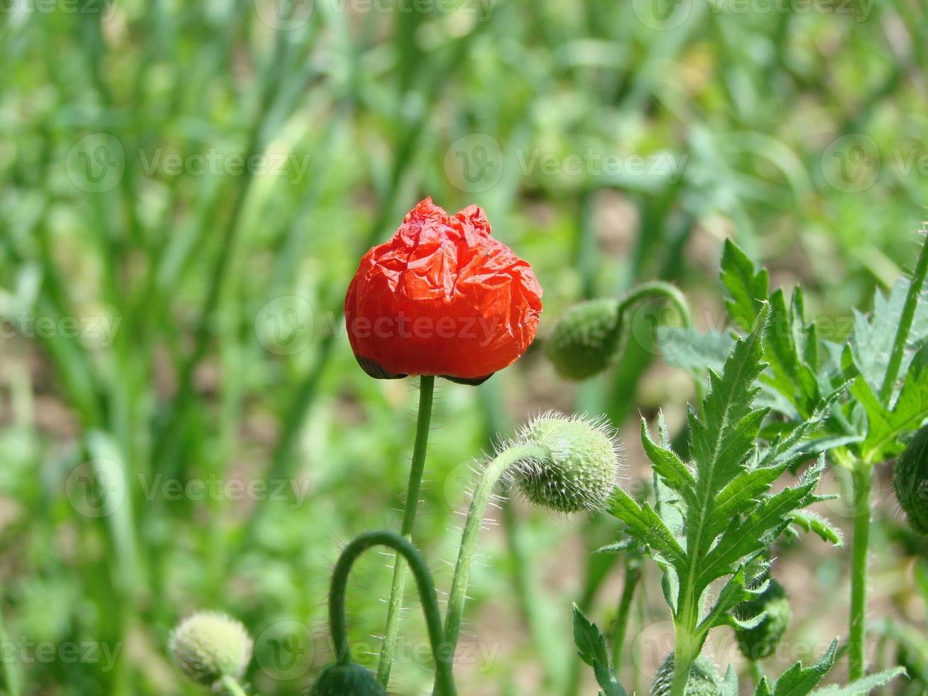 rote Mohnblumen mit einer Biene und Weizenfeldern im Hintergrund. Gewöhnlicher Mohn Papaver Rhoeas foto