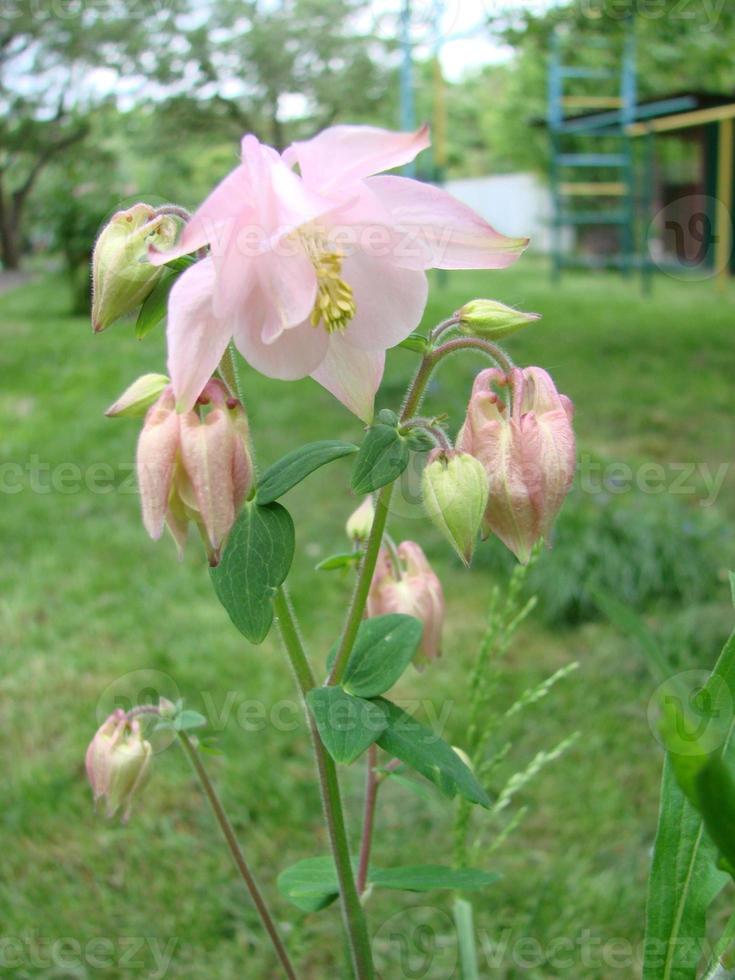 Aquilegia formosa, purpurrote Akelei, westliche Akelei oder rote Akelei. Akelei im grünen Garten foto