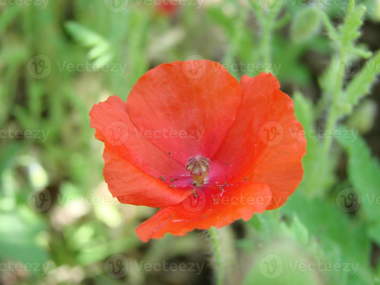 rote Mohnblumen mit einer Biene und Weizenfeldern im Hintergrund. Gewöhnlicher Mohn Papaver Rhoeas foto