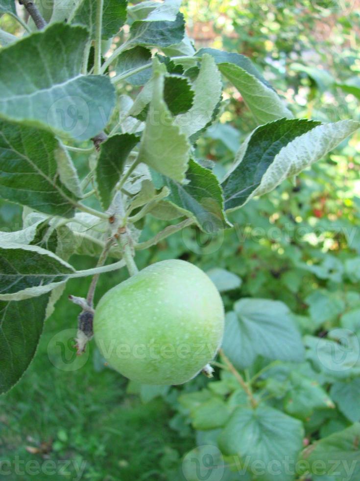 grüne Äpfel am Baum. Apfelzweig mit Früchten. landwirtschaft, organisch, natürlich foto