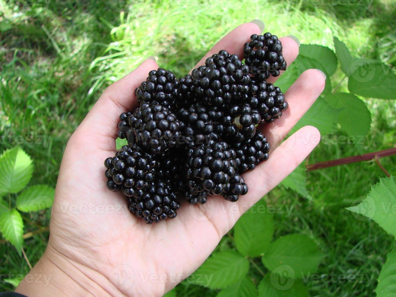 Frauenhände, die reife Brombeeren pflücken, schießen mit einer Schüssel voller Beeren. Brombeere - Zweige frischer Beeren im Garten. Erntekonzept. foto