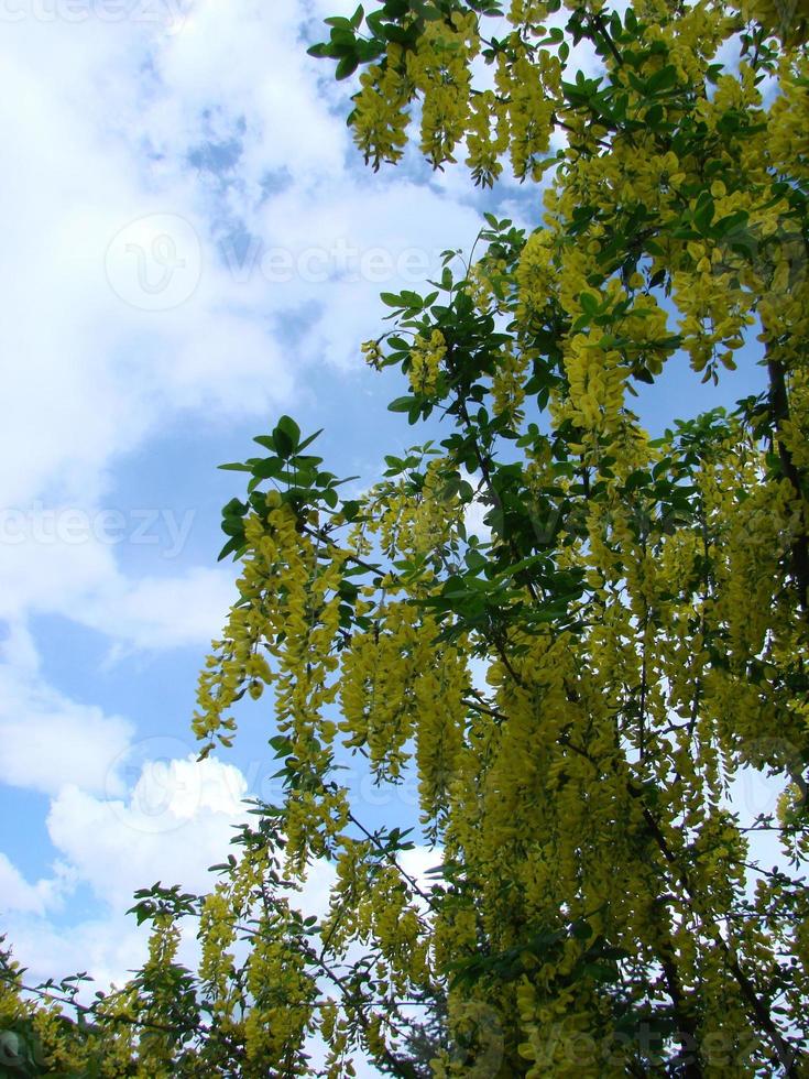 Akazienzweig Robinia pseudoacacia blüht reichlich mit weißen Blüten. falsche Akazie. foto