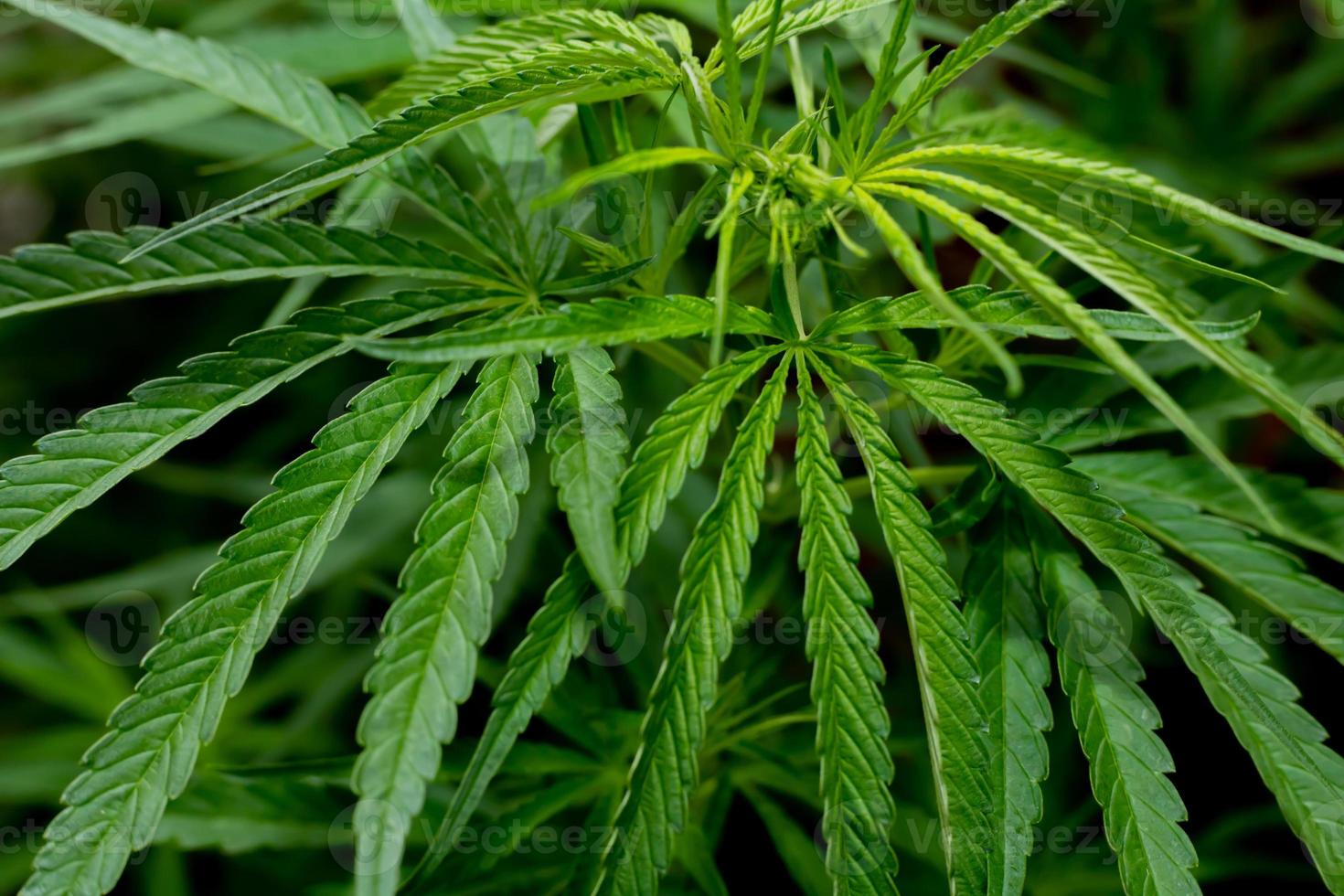 grüne Cannabisblätter für medizinische oder kulinarische Zwecke foto