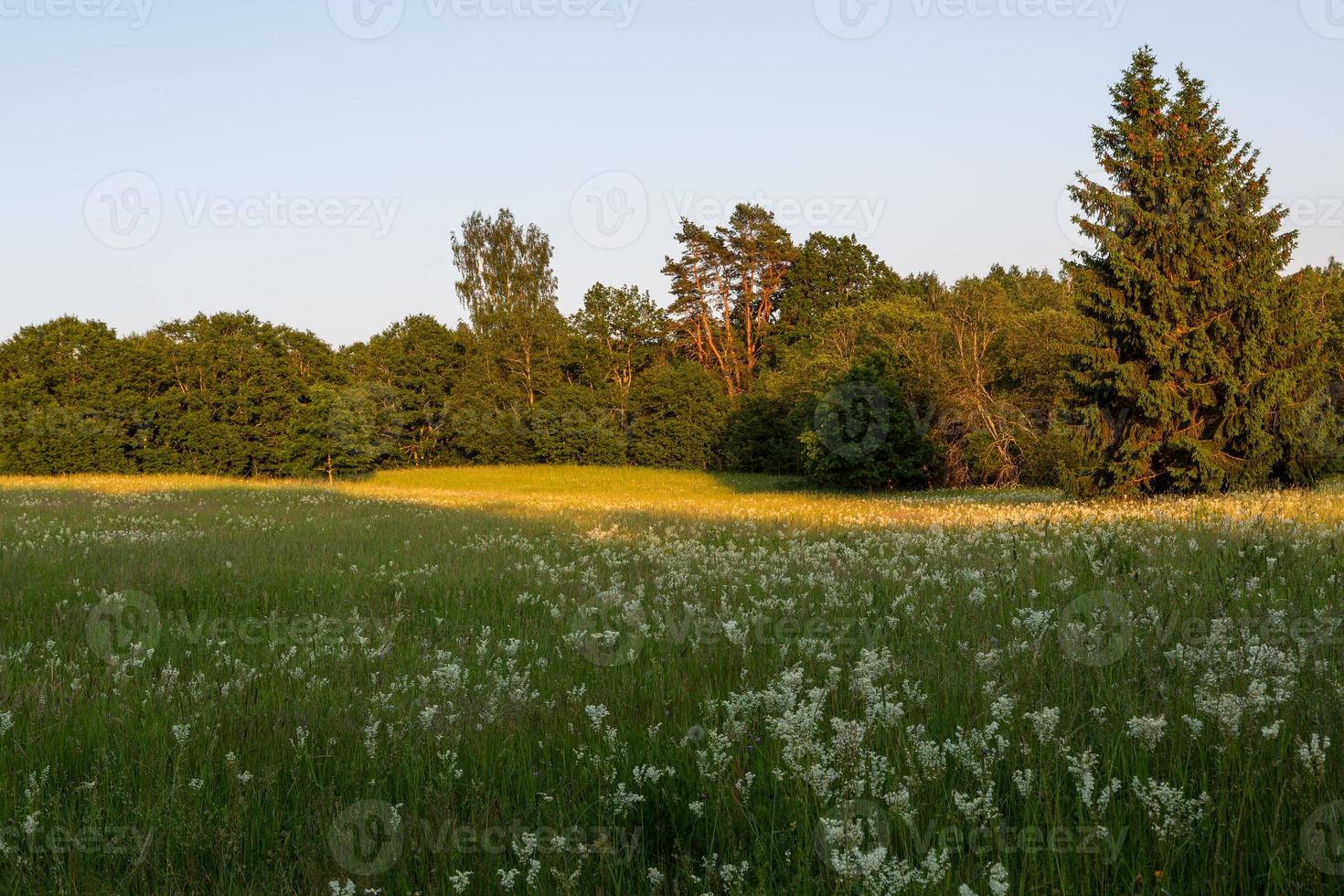 Lettische Sommerlandschaften foto