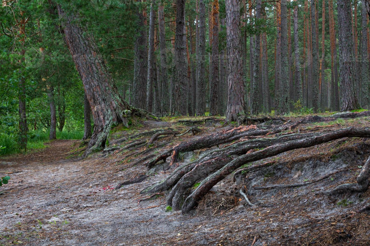 grüne Nadelwälder foto