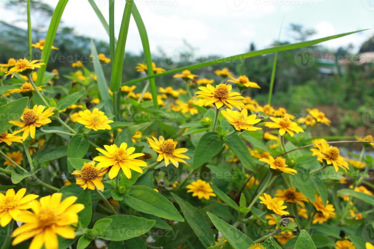 Schönheitsfrühlingsblume melampodium divaricatum oder gelbes Buttergänseblümchen, grüne Blätter im Garten foto
