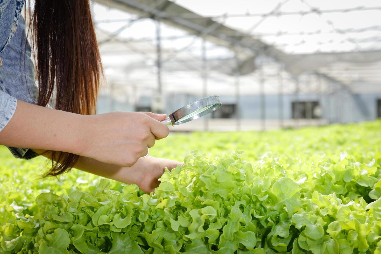 Bäuerinnen halten eine Lupe, um Insekten zu finden und die Qualität von Gemüse im Gewächshaus zu überprüfen. gewachsen mit hydroponischen Systemen moderner Technologie foto