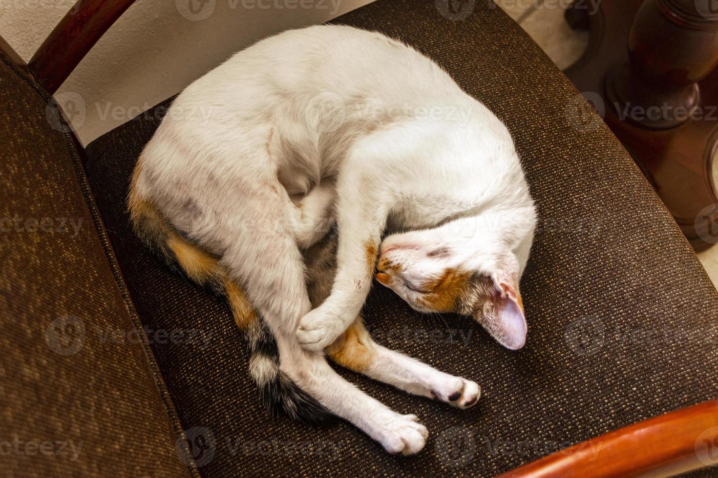 müde weiße katze, die auf sesselstuhl in mexiko schläft. foto