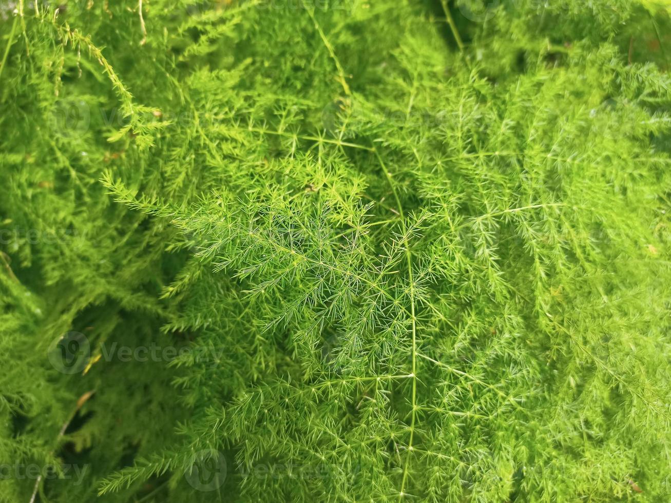 grüne Blätter mit natürlicher Textur foto