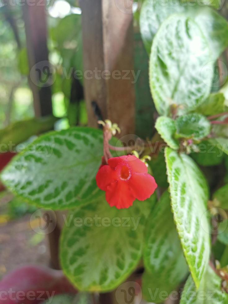 rote Blume mit natürlichem Text auf defokussiertem Hintergrund foto