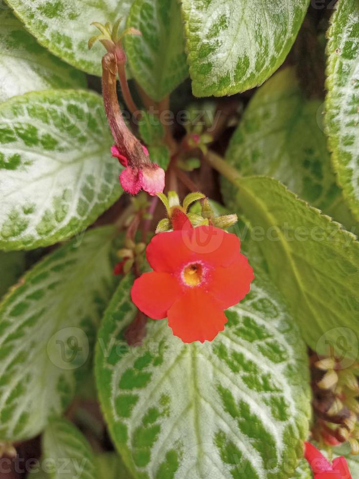 rote Blume mit natürlichem Text auf defokussiertem Hintergrund foto