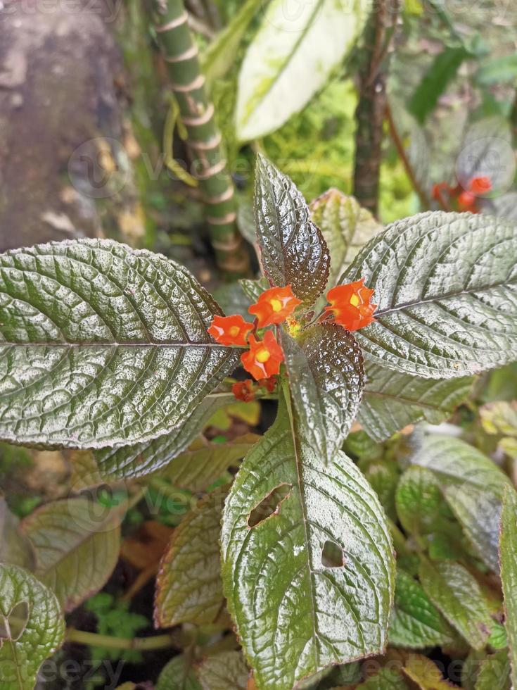 rote Blume mit natürlichem Text auf defokussiertem Hintergrund foto